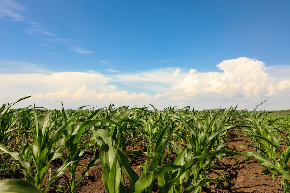 Illinois Ranks 4th Worst in the Nation for Air Quality. Here's What Corn Has to Do With It.