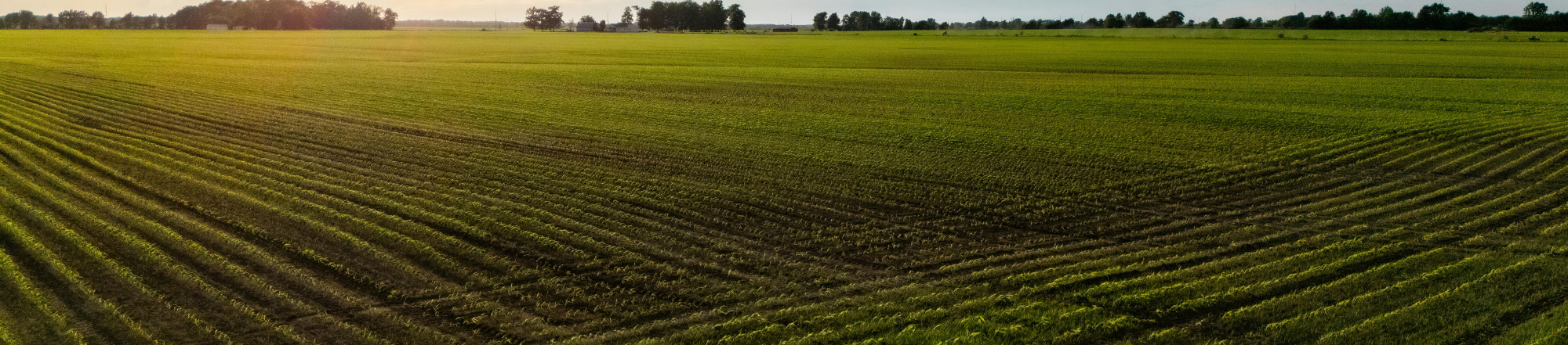 Aerial view of a large green field with rows, likely a crop field.